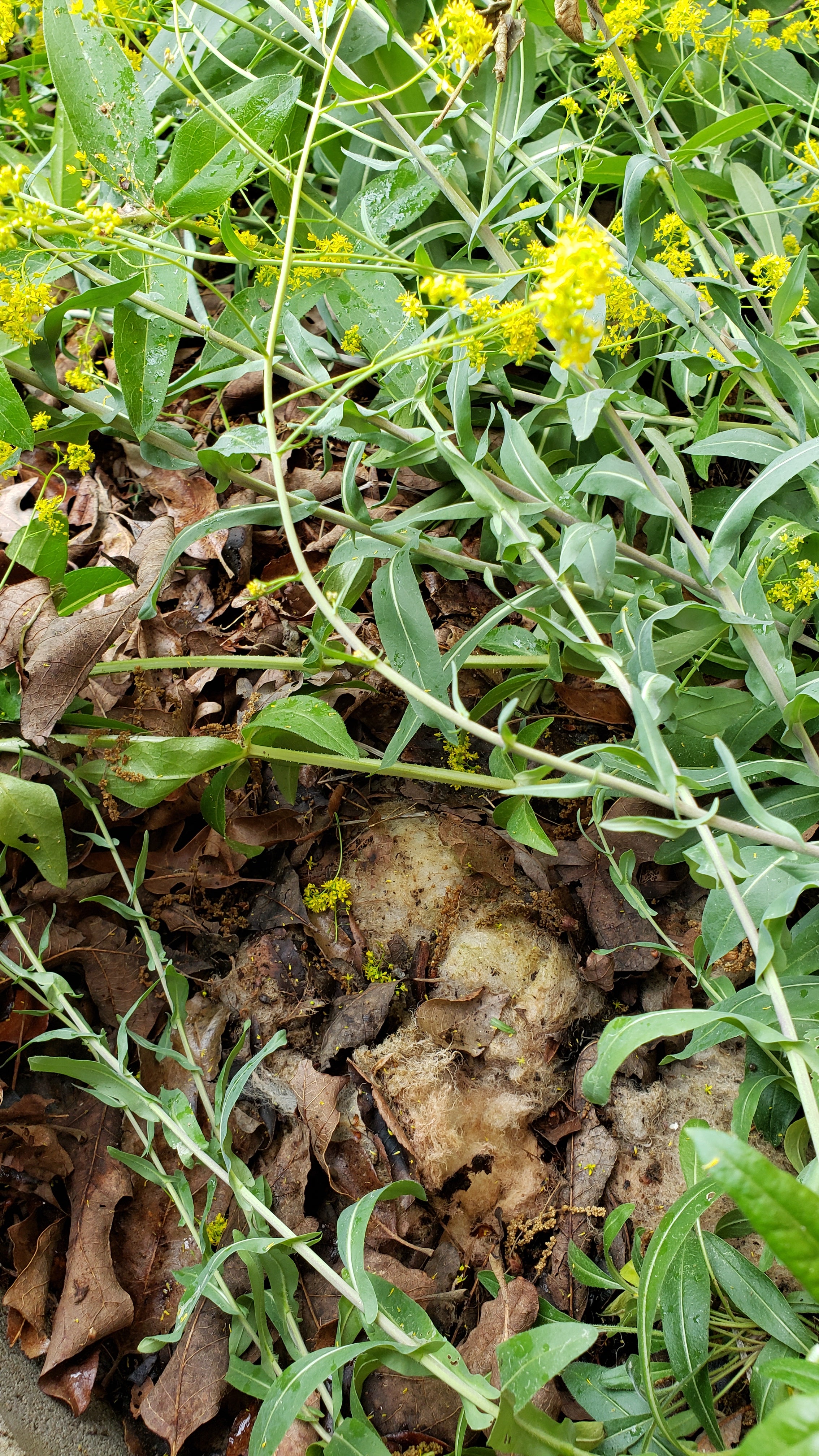 Wool providing a mulch for woad plants with green foliage and yellow blooms